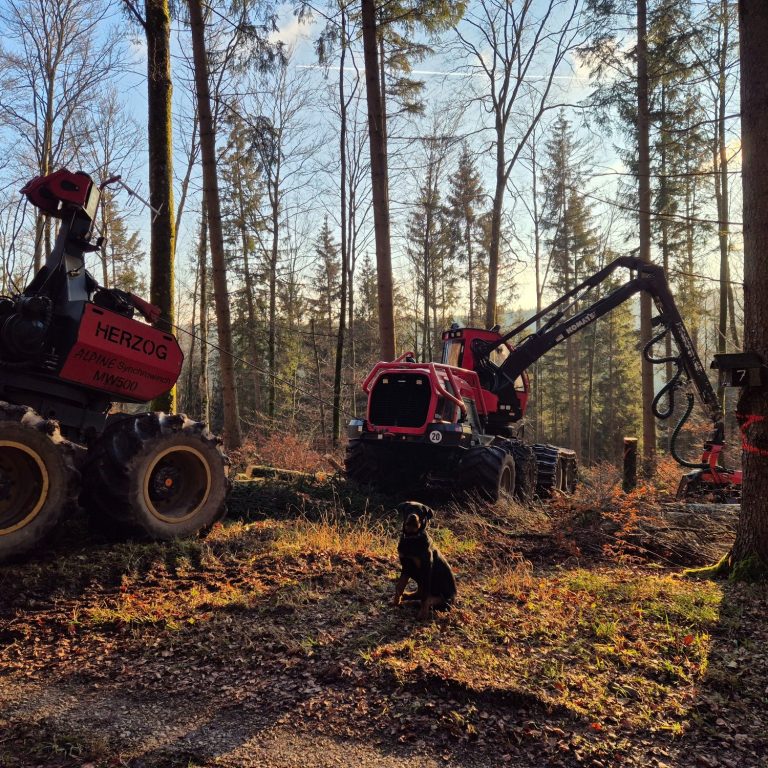 Holzernte mit einem Harvester und einem Rottweiler mittig sitzend - Forstbetrieb Simon Böschet
