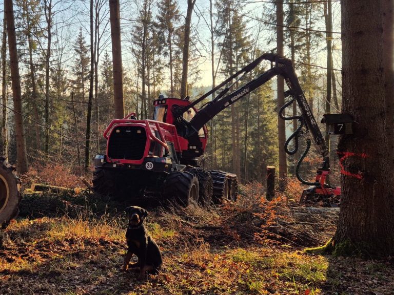Komatsu Harvester im Wald mit einem Rottweiler vorne sitzend - Forstbetrieb Simon Böschet