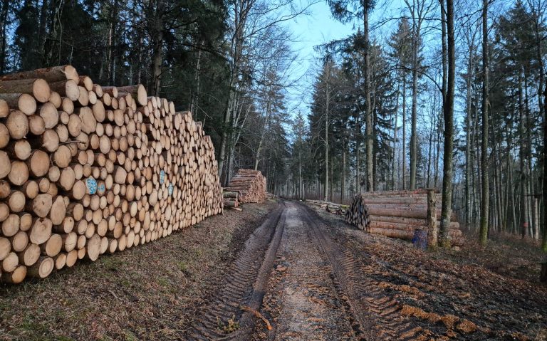 Großer Holzpolter linksseitig mit einem Waldweg davor - Forstbetrieb Simon Böschet